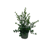 Ceanothus gris. Yankee Point - 5 Litre