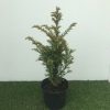 Taxus baccata - 2 Litre