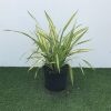 Phormium cook. Tricolor - 5 Litre