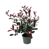 Photinia fras. 'Carre Rouge' - 5 Litre