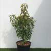 Prunus lusit. Angustifolia - 5 Litre