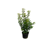 Prunus lusit. Brenelia - 10 Litre