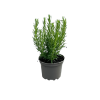 Rosmarinus officinalis - 2 Litre