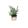 Sarcococca confusa - 5 Litre