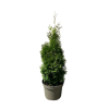 Thuja occ. Hurricane - 5 Litre