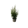 Thuja plic. Sugar and Spice - 5 Litre