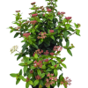 Viburnum tinus - 2 Litre