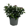 Viburnum tinus - 5 Litre