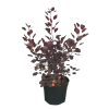 Cotinus cog. Dusky Maiden - 5 Litre