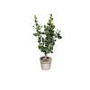 Griselinia litt. Green Horizon - 5 Litre