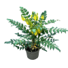 Mahonia med. Winter Sun - 2 Litre