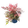 Nandina dom. Gulf Stream - 4 Litre