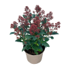 Skimmia jap. Rubella - 5 Litre