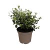 Pittosporum ten. 'Bannow Bay' - 5 Litre