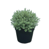 Hebe ping. Sutherlandii - 2 Litre