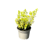 Euonymus fort. 'Emerald ‘n’ Gold' - 2 Litre
