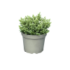 Hebe ping. Sutherlandii - 5 Litre