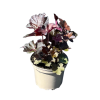 Heuchera mic. 'Palace Purple' - 2 Litre