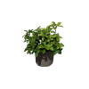 Pachysandra terminalis - 5 Litre