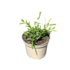 Verbena bonariensis - 2 Litre