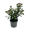 Viburnum tin. 'Lisa Rose' - 5 Litre