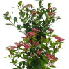 Viburnum tin. Spirit - 2 Litre