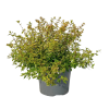 Abelia grand. Kaleidoscope - 7.5 Litre