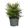 Nandina dom. Lemon Lime - 7.5 Litre