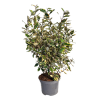 Elaeagnus ebb. Viveleg - 7.5 Litre