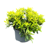 Pittosporum tob. Nanum - 7.5 Litre