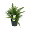 Polystichum setiferum - 2 Litre