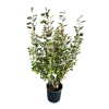 Elaeagnus ebb. Compacta - 15 Litre