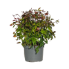 Nandina dom. Blush Pink - 5 Litre