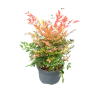 Nandina dom. 'Gulf Stream' - 7.5 Litre