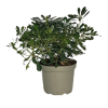 Pittosporum tob. 'Nanum' - 5 Litre