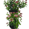 Viburnum tin. 'Eve Price' - 2 Litre