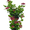 Viburnum tin. 'Lisa Rose' - 2 Litre