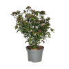 Viburnum Tinus - 7.5 Litre