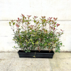 Photinia fras. 'Carre Rouge' - Trough