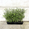 Pittosporum ten. Cratus - Trough